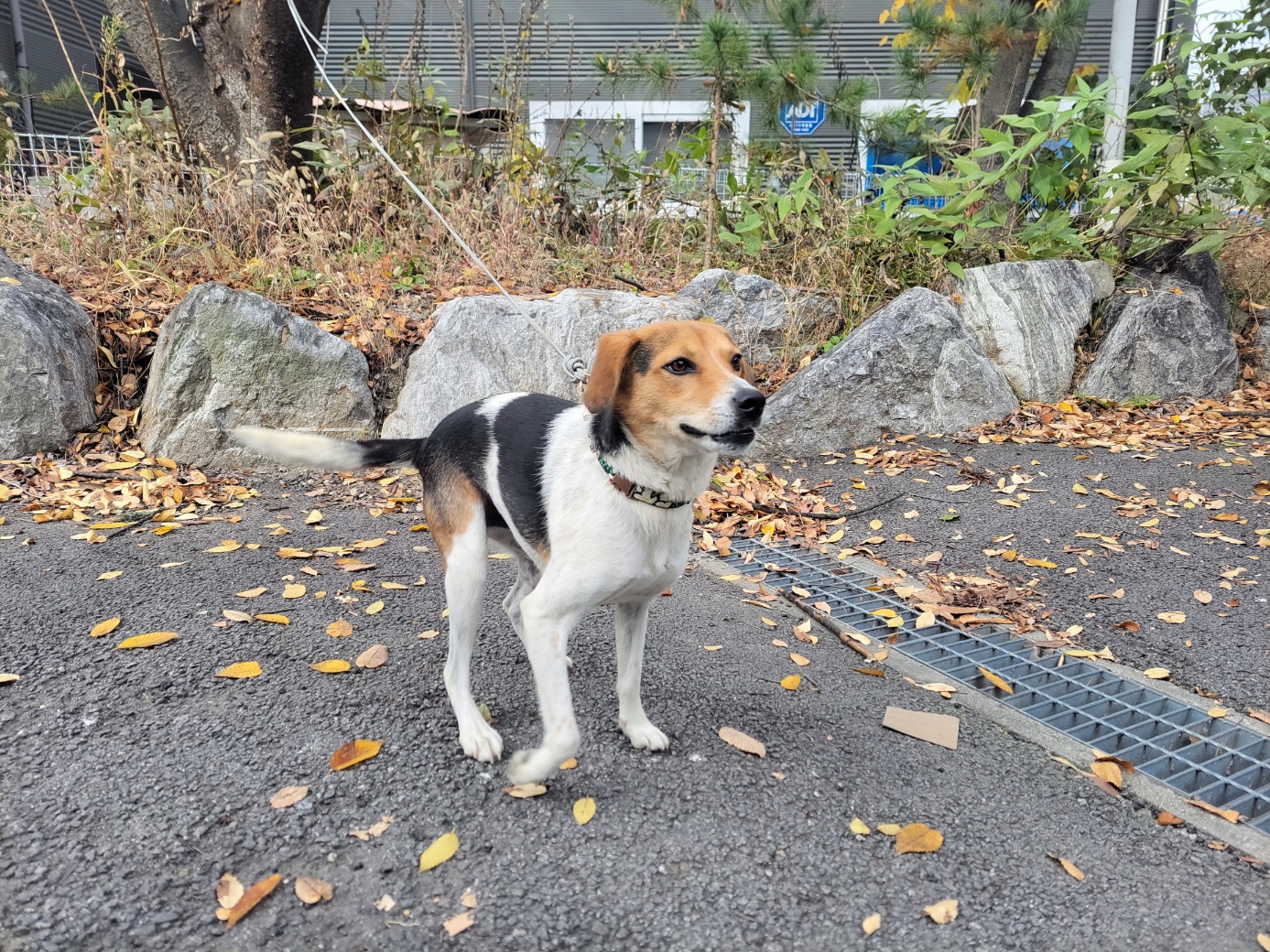 보호중 믹스견의 가…